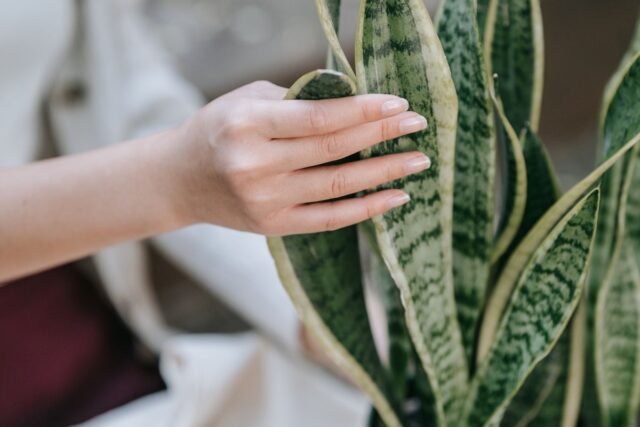 Cum ai grijă de plantele de interior când pleci în vacanță
