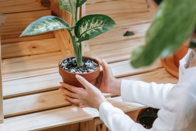 De ce se îngălbenesc frunzele plantelor de interior și ce faci